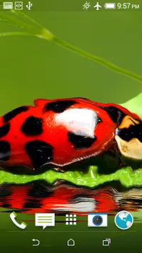 Ladybug Puzzle Game Screen Shot 6