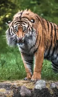 Best Tigers Jigsaw Puzzles Screen Shot 0