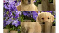 Dog and Puppy Puzzle for Kids Screen Shot 3