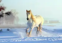 الخيول بانوراما الألغاز ألعاب مجانية 🧩🐎️🧩🐴🧩 Screen Shot 6