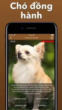 Chó giống Đoán chó - Giống trò chơi ứng dụng định Screen Shot 7