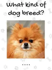 Dog Breeds Quiz Screen Shot 9