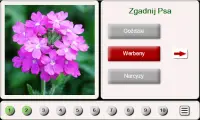 Zgadnij Kwiat: Puzzle Screen Shot 0