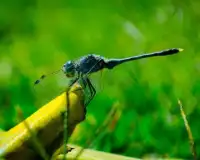 Insects Free Game Jigsaw Puzzle Screen Shot 3