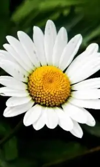Camomile Jigsaw Puzzles Screen Shot 1