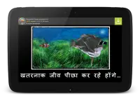 Wonder Fish नि: शुल्क खेलों HD Screen Shot 22