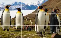 Tile Puzzle - Penguins Screen Shot 5