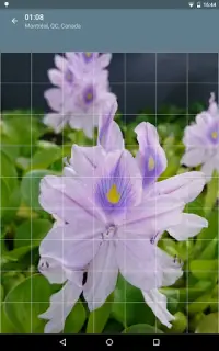 Jigsaw Puzzle: Flowers Screen Shot 10