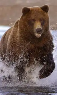 Бурый медведь Игра Пазл Screen Shot 2