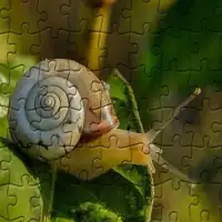 Jigsaw Puzzles - Lost Wild Screen Shot 4
