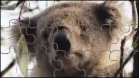 Koalabär Puzzles Spiel Screen Shot 3