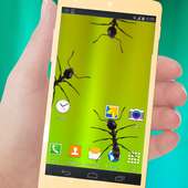 Fake Ants In Phone