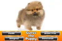 Guess The Puppy 2 Trivia Game Screen Shot 8