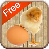 Chicken Games for Kids - Free