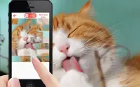 Quebra-cabeça jogo de gatos Screen Shot 2