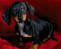 Dachshund Jigsaw Puzzle Screen Shot 3