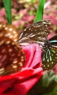 Butterfly Gorge Hainan Jigsaw Screen Shot 1
