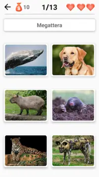Mammiferi -Scopri tutti gli animali in Photo-Quiz! Screen Shot 2