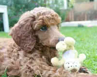 Toy Poodle Dogs Jigsaw Puzzles Screen Shot 3