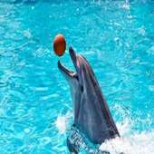 My Dolphin Game