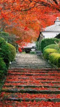 Сад Живые Обои 💚 Красивые Цветы Картинки Screen Shot 2
