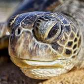 Sea Turtle Jigsaw Puzzles