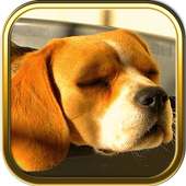 Free Beagle Puzzle Games