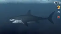 Talking Great White : My Pet Shark - Free Screen Shot 3