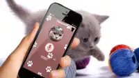 Cat translator, Simulator Screen Shot 1