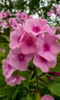 Fleurs Phlox Jigsaw Puzzle Screen Shot 0