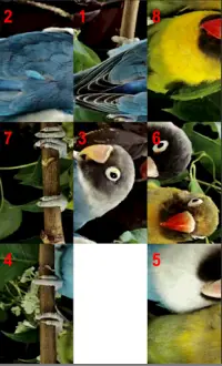 Birds Puzzle Screen Shot 2