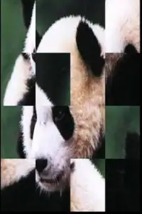 BIG Panda Puzzle free Screen Shot 0