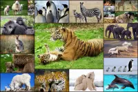 Puzzle Game with Baby Animals Screen Shot 5