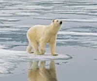 الدب القطبي Screen Shot 2