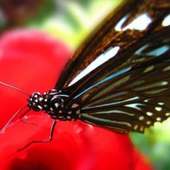 Schmetterling Schlucht Hainan