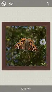 Butterflies Puzzles - 101 pictures Screen Shot 4