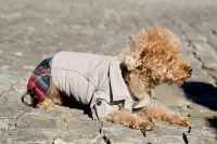 Amazing Dogs Clothes Puzzle Screen Shot 5