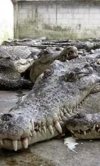 Crocodile Farm Na Tailândia Screen Shot 0
