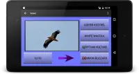 104 Birds Quiz Screen Shot 9