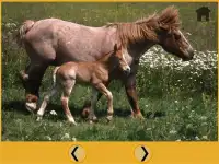 cavalos e jogos para crianças Screen Shot 5