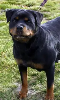 Rottweiler Anjing Jigsaw Screen Shot 2