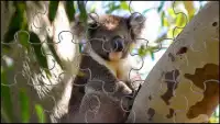 Koalabär Puzzles Spiel Screen Shot 0