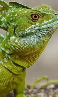 Reptiles and Lizard Jigsaw Puzzles Games Screen Shot 0