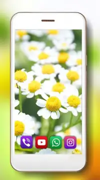 Camomiles Flowers Live Wallpaper Screen Shot 3