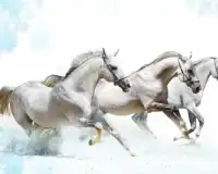 Best Horses Jigsaw Puzzles Game Screen Shot 4