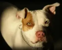 Pitbull Dogs Jigsaw Puzzles New Game Screen Shot 4