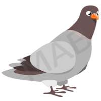 Pigeon Bird