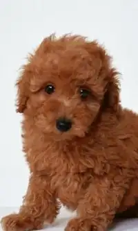 Toy Poodle Dogs Jigsaw Puzzles Screen Shot 2