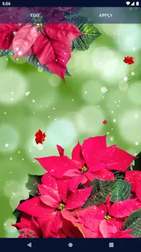 Poinsettia 4K Christmas Flower Screen Shot 6