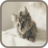 Kitten Sounds and Puzzles Free